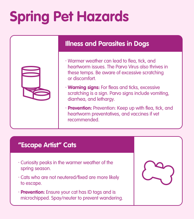 Seasonal Safety For Pets: Navigating Year-Round Hazards | Pets Plus Us